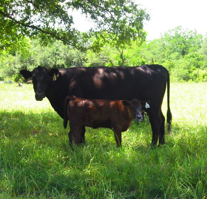 Bar 3 Ranch Grass Fed Beef Cattle